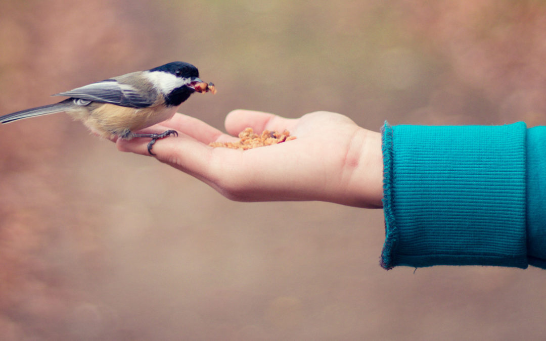 Jak opiekować się ptakami?